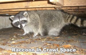 rakoon-in-the-crawlspace