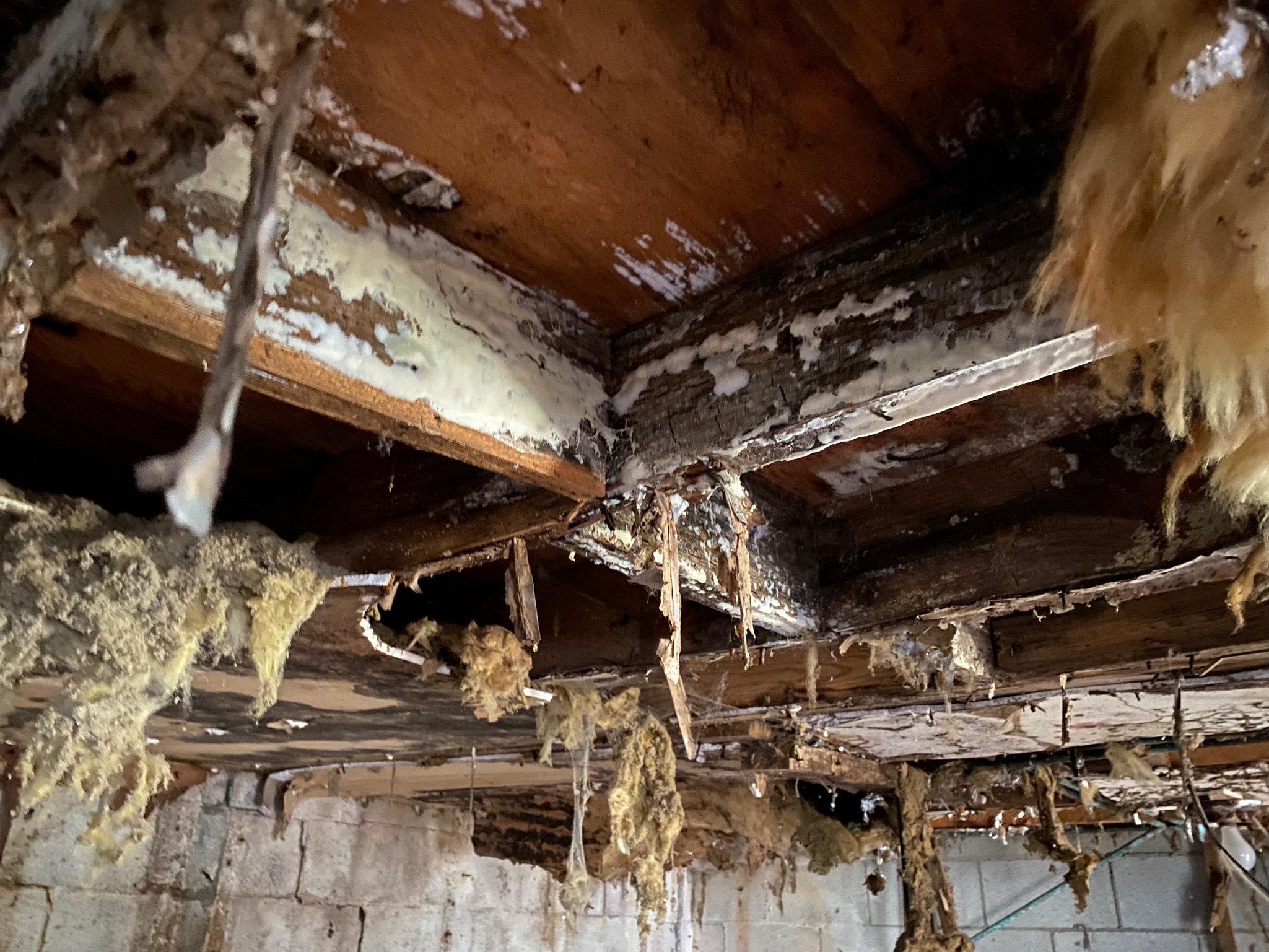 Decaying basement ceiling with exposed wood beams, heavy mold growth, and deteriorating insulation, conveying a sense of neglect and damage.